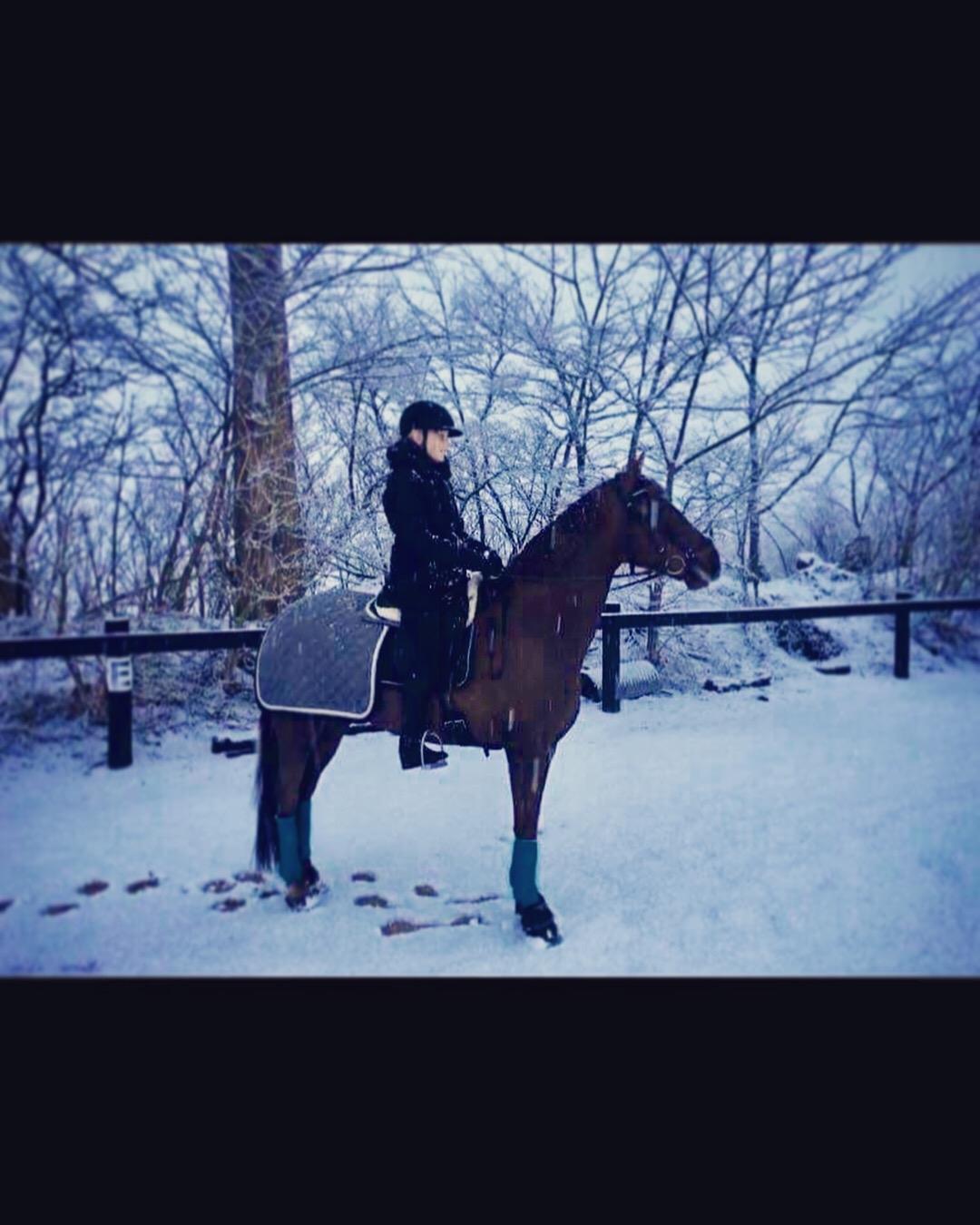 Anden særlig race Siegård's Achilleus billede 11