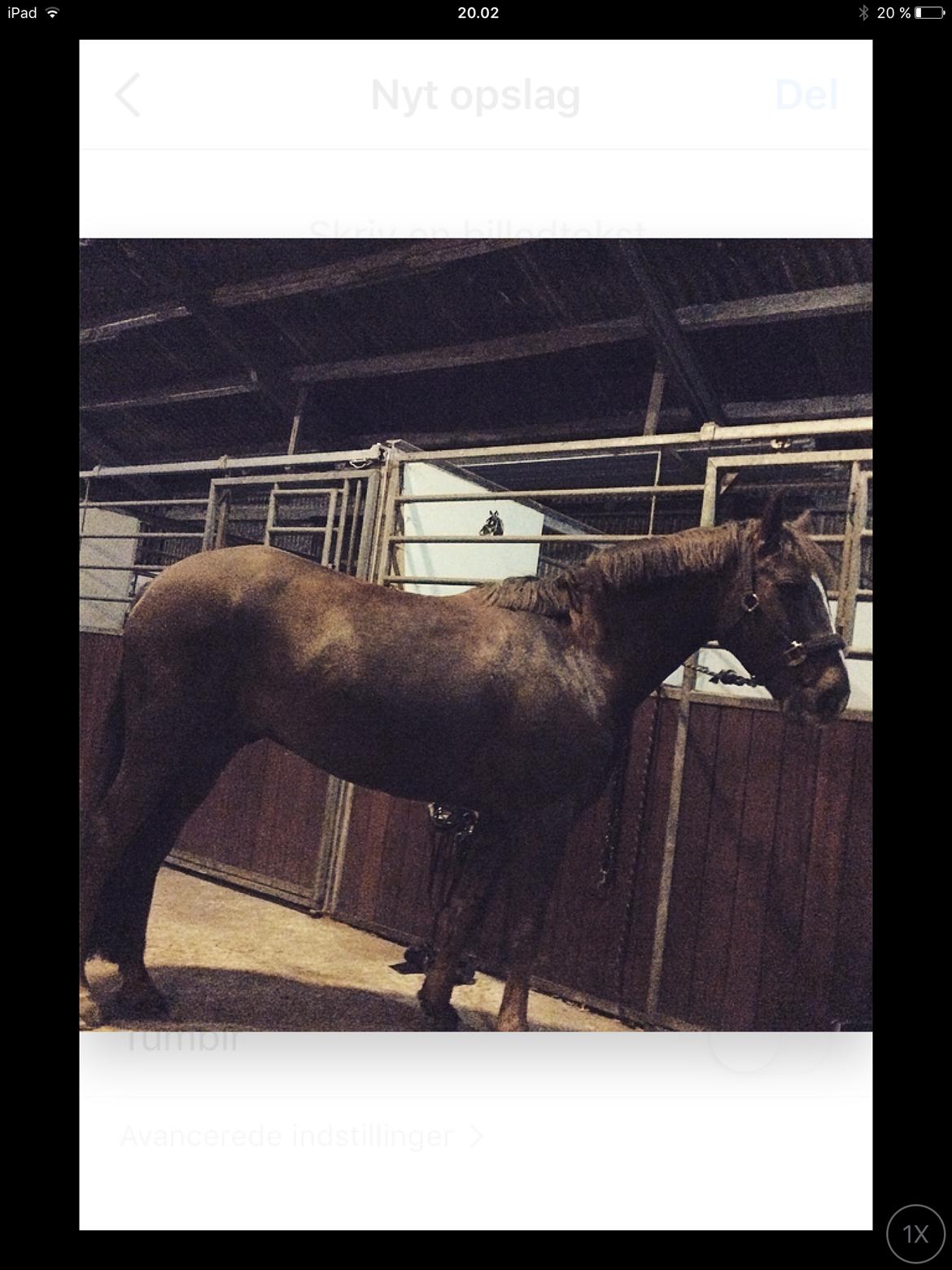 Anden særlig race Siegård's Achilleus - Aftnen da han ankom<33 billede 13