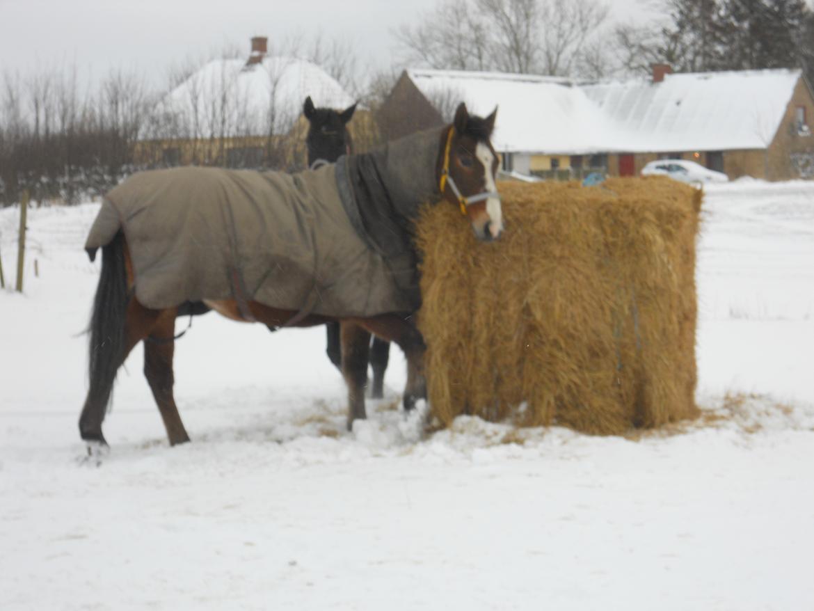 Oldenborg Møllestedets Highlight HIMMELHEST billede 16