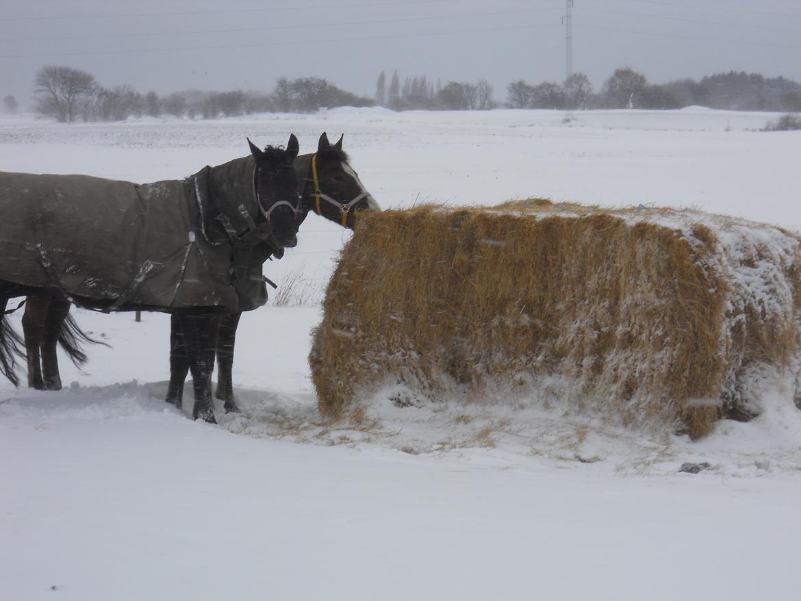 Oldenborg Møllestedets Highlight HIMMELHEST billede 17