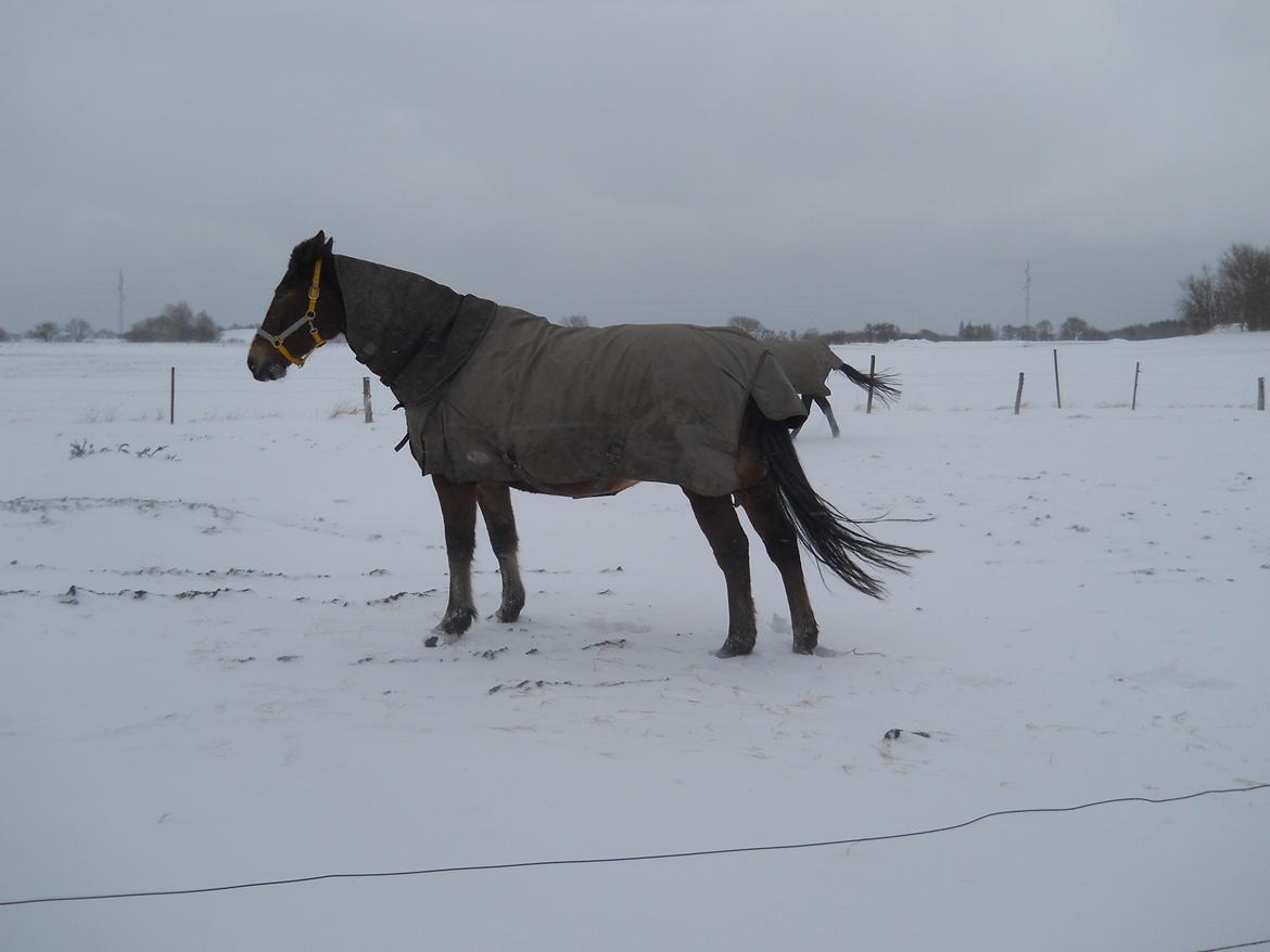 Oldenborg Møllestedets Highlight HIMMELHEST billede 18