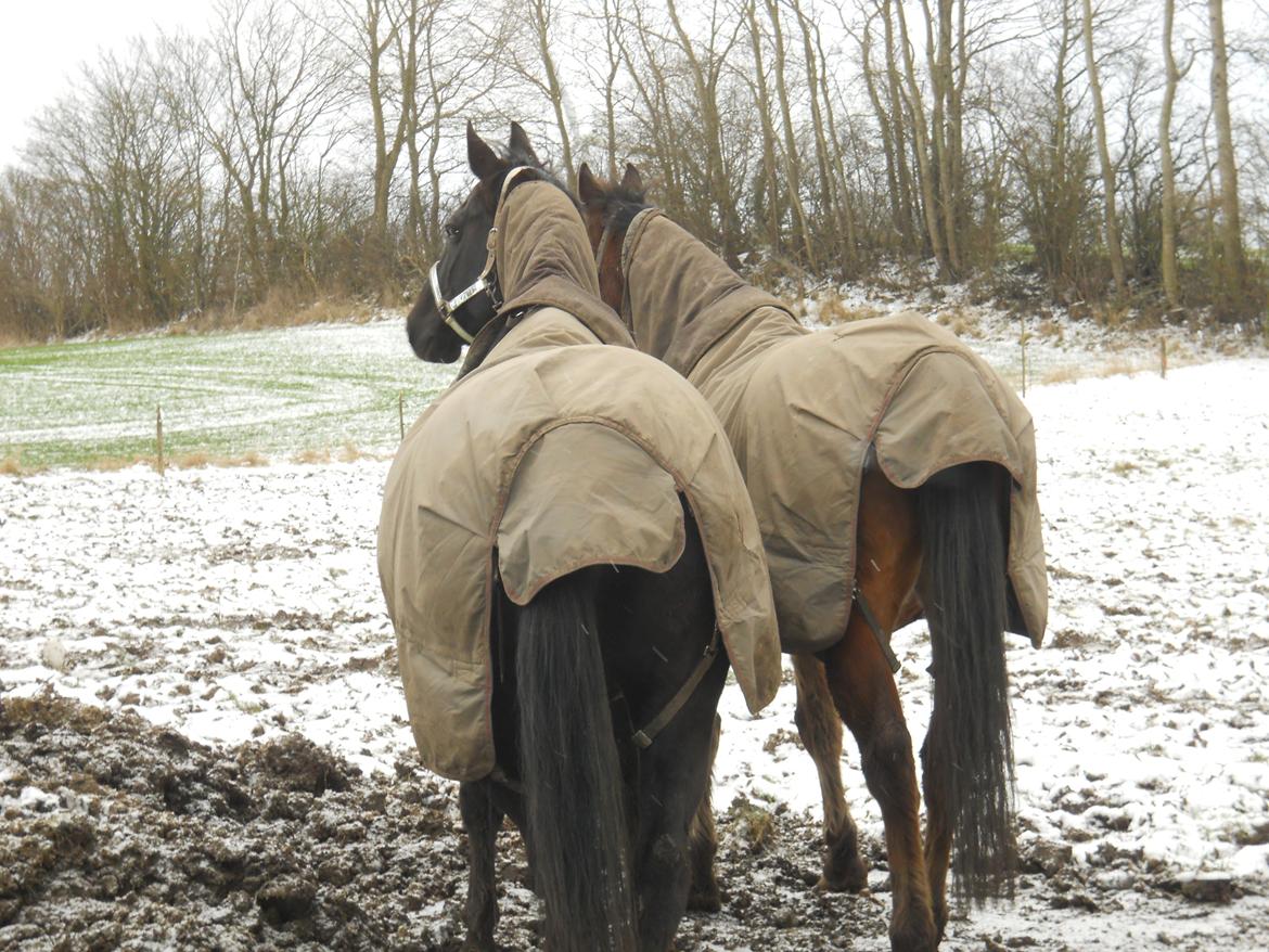 Oldenborg Møllestedets Highlight HIMMELHEST billede 19