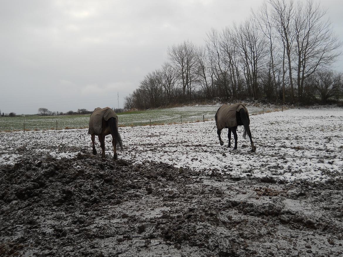 Oldenborg Møllestedets Highlight HIMMELHEST billede 20