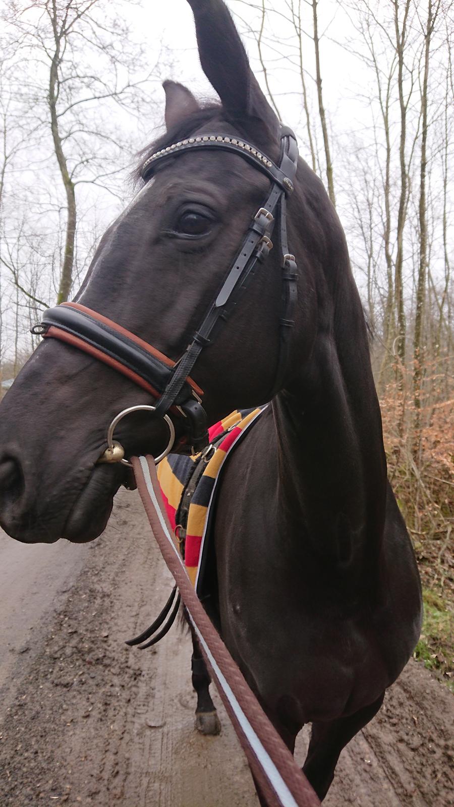 Tysk Varmblod Madita billede 2