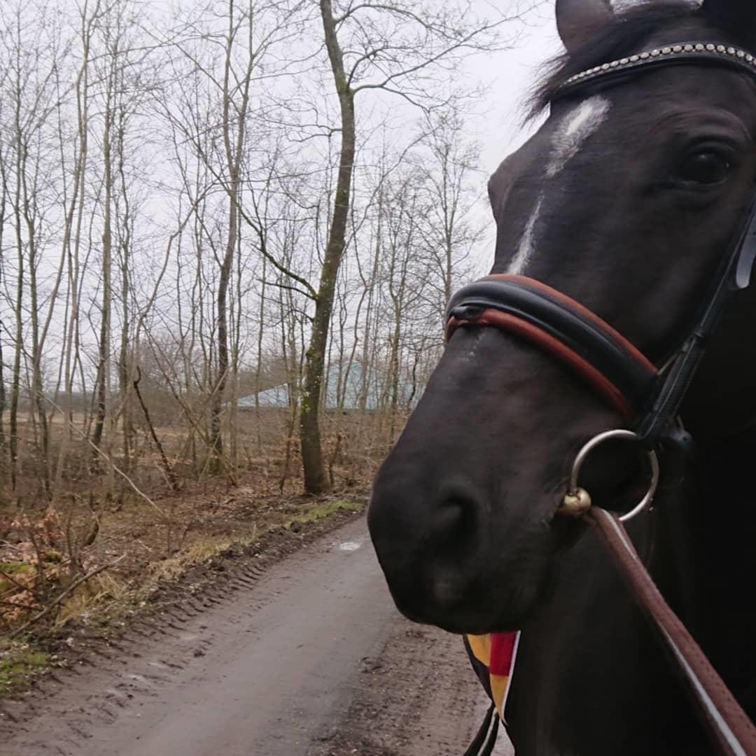 Tysk Varmblod Madita billede 1