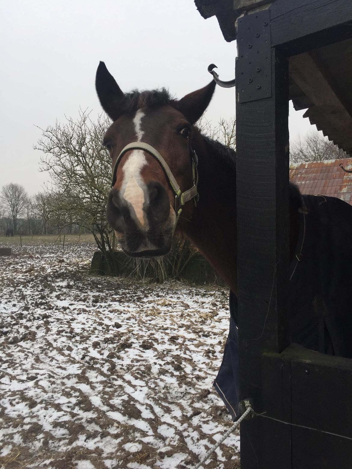 Dansk Varmblod Heartbreaker's Queenie billede 1