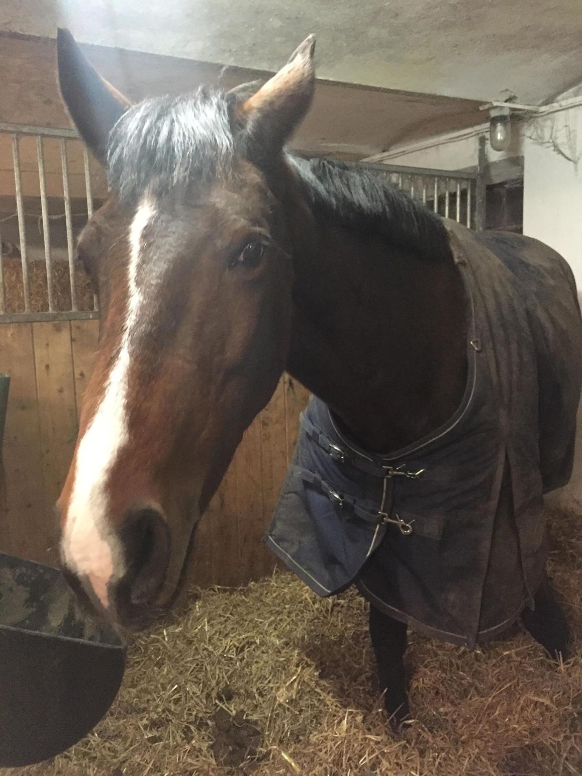 Dansk Varmblod Heartbreaker's Queenie billede 2