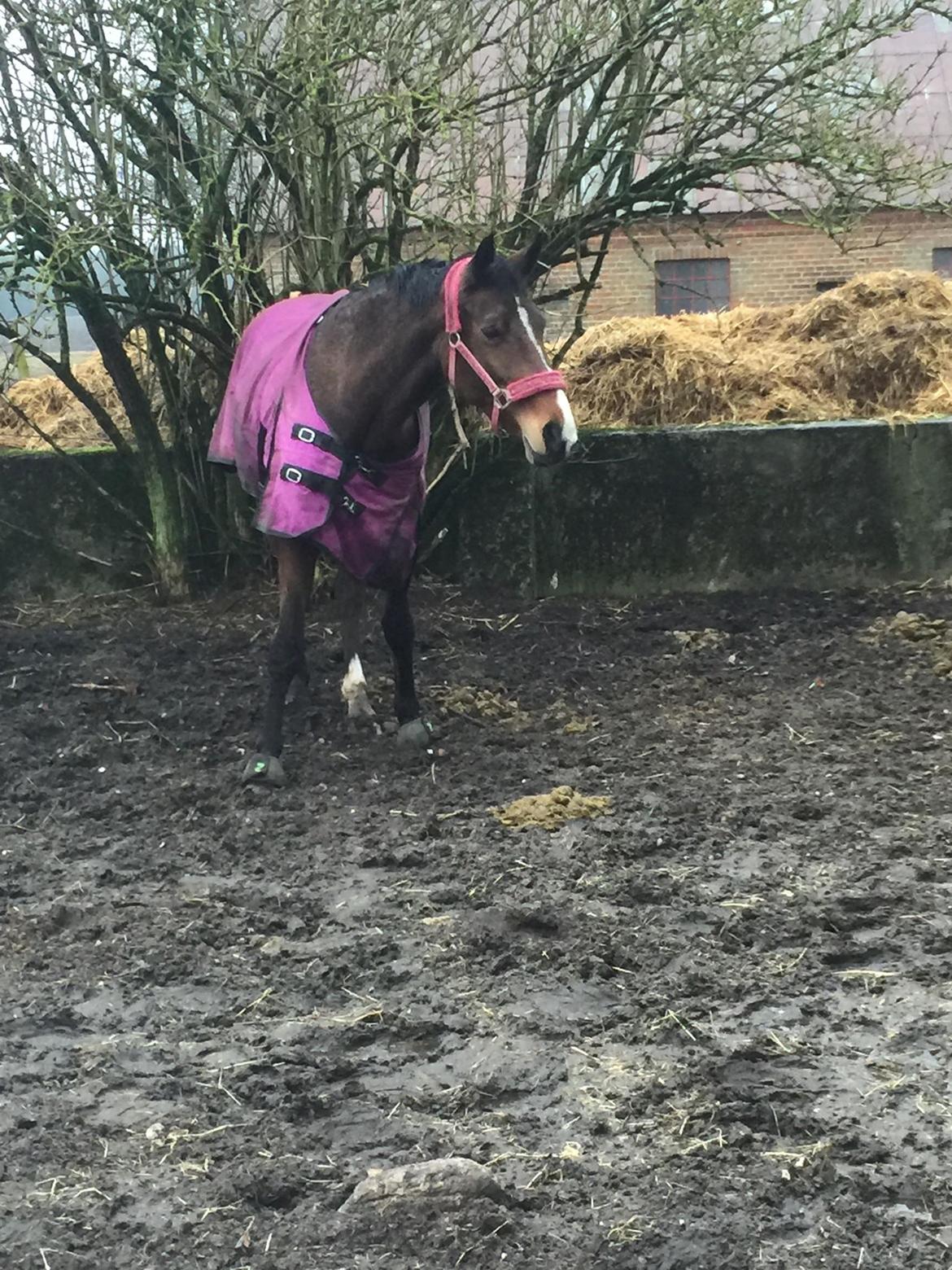 Dansk Varmblod Heartbreaker's Queenie billede 3