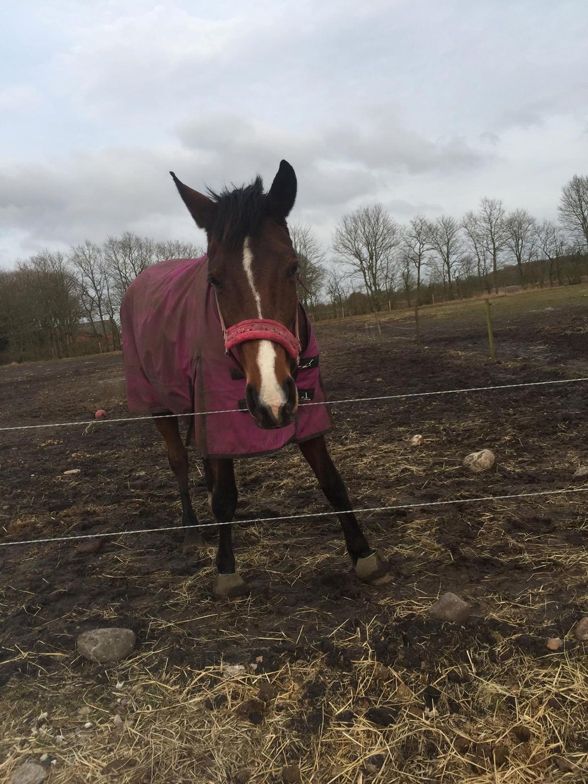 Dansk Varmblod Heartbreaker's Queenie billede 4