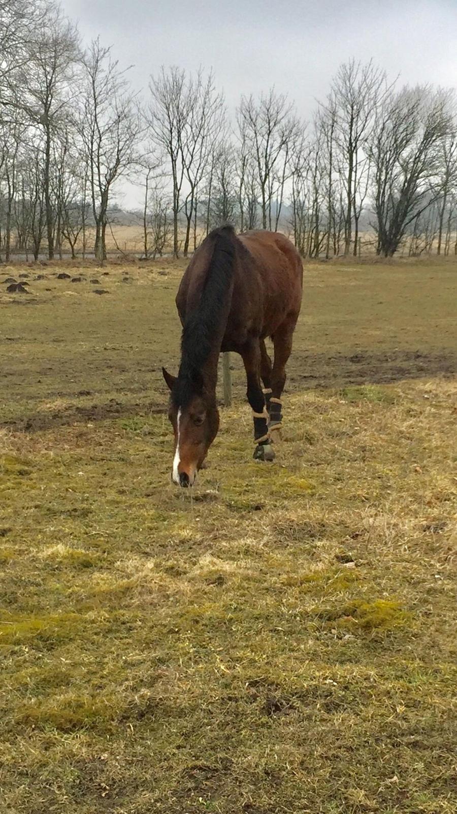 Dansk Varmblod Heartbreaker's Queenie billede 5