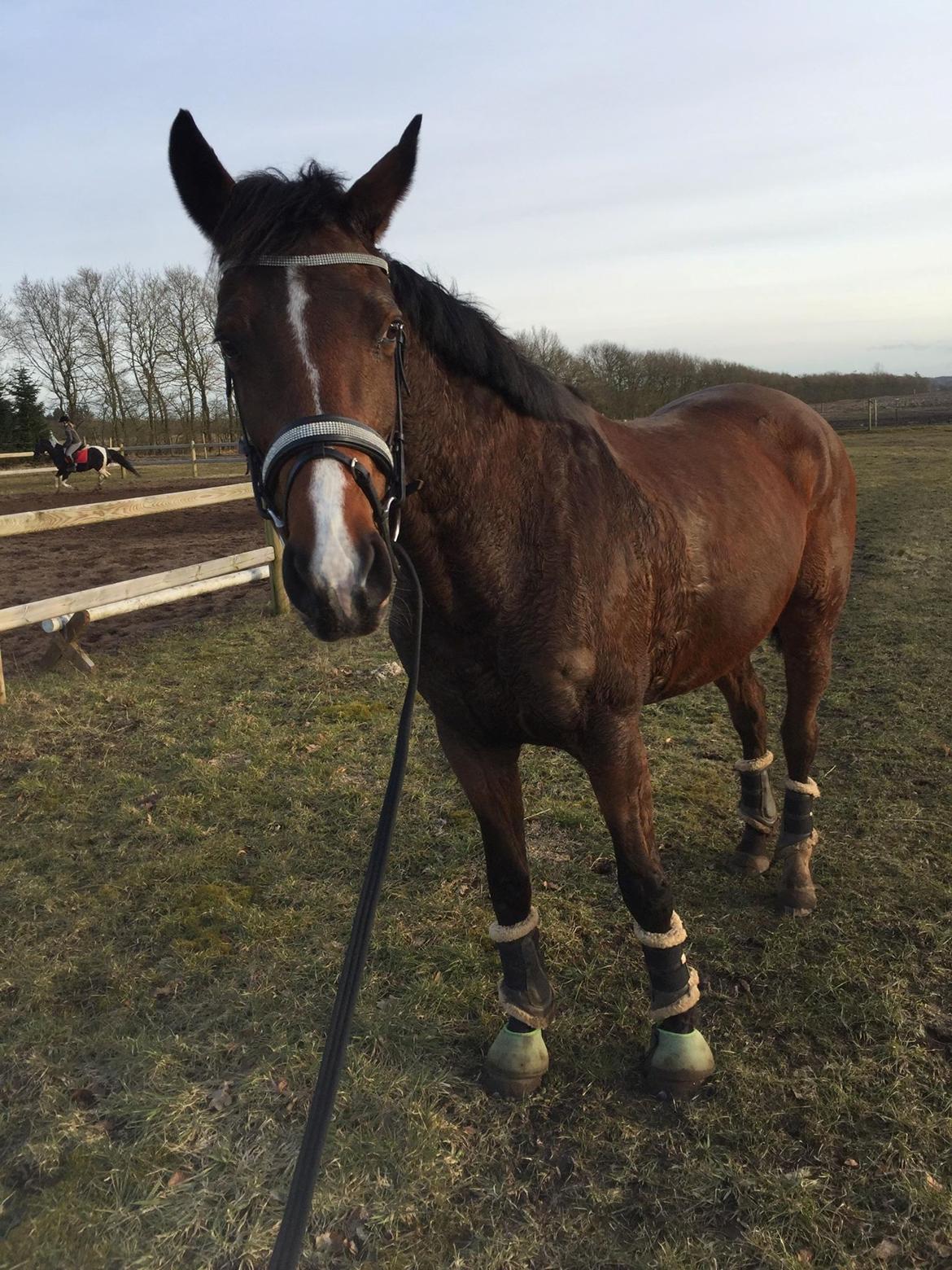 Dansk Varmblod Heartbreaker's Queenie billede 6