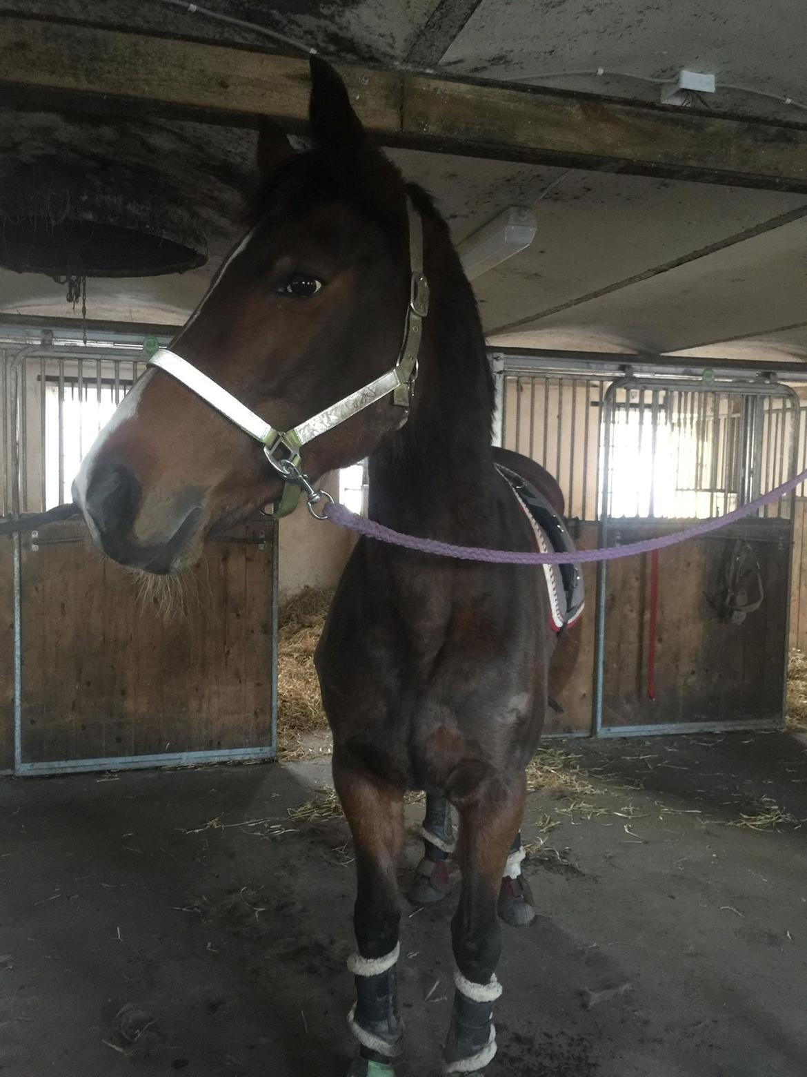 Dansk Varmblod Heartbreaker's Queenie billede 7