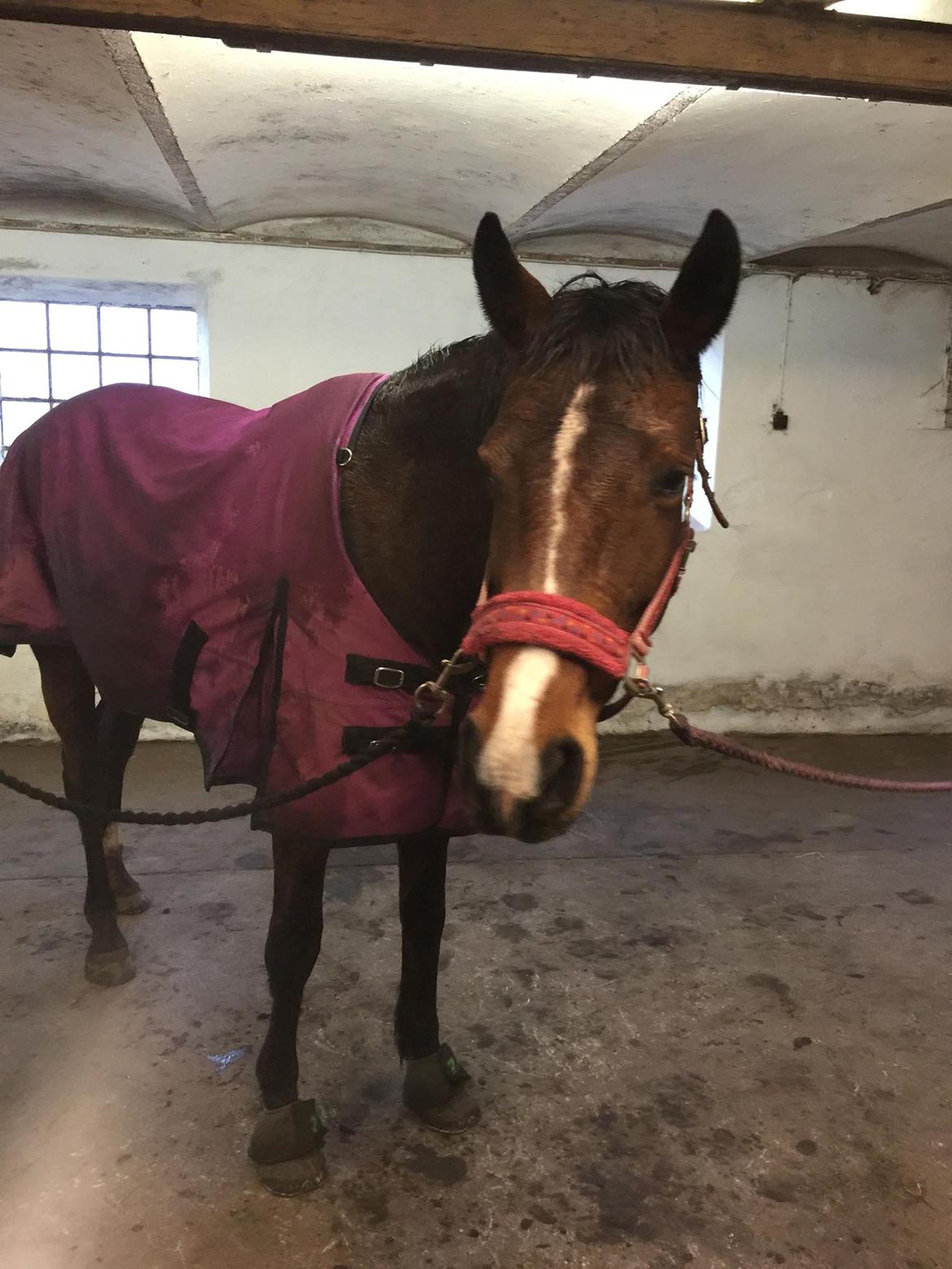 Dansk Varmblod Heartbreaker's Queenie billede 8