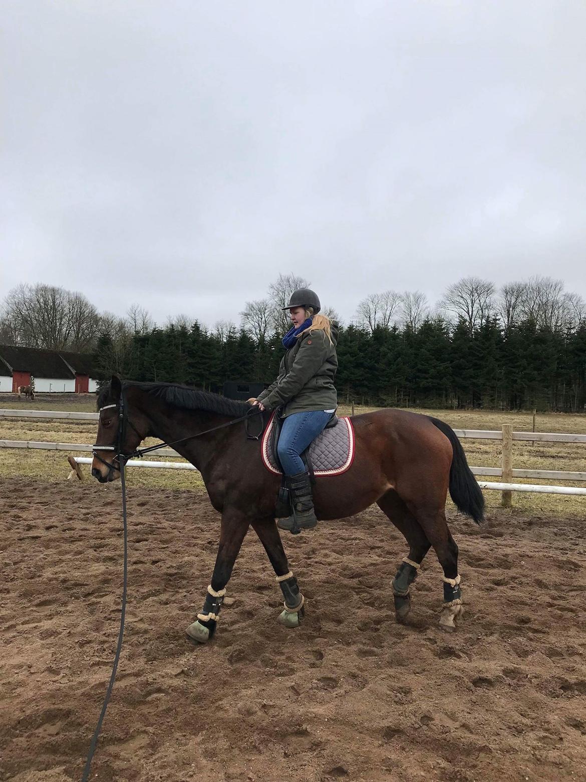 Dansk Varmblod Heartbreaker's Queenie billede 9