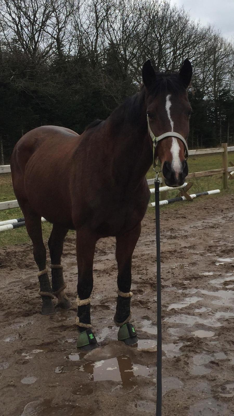 Dansk Varmblod Heartbreaker's Queenie billede 10