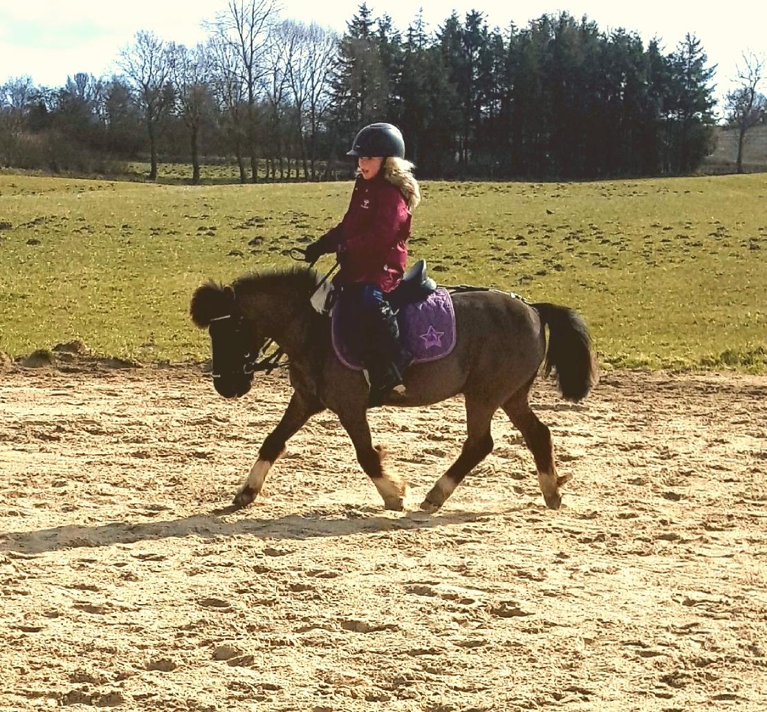 Anden særlig race Filuca  billede 2