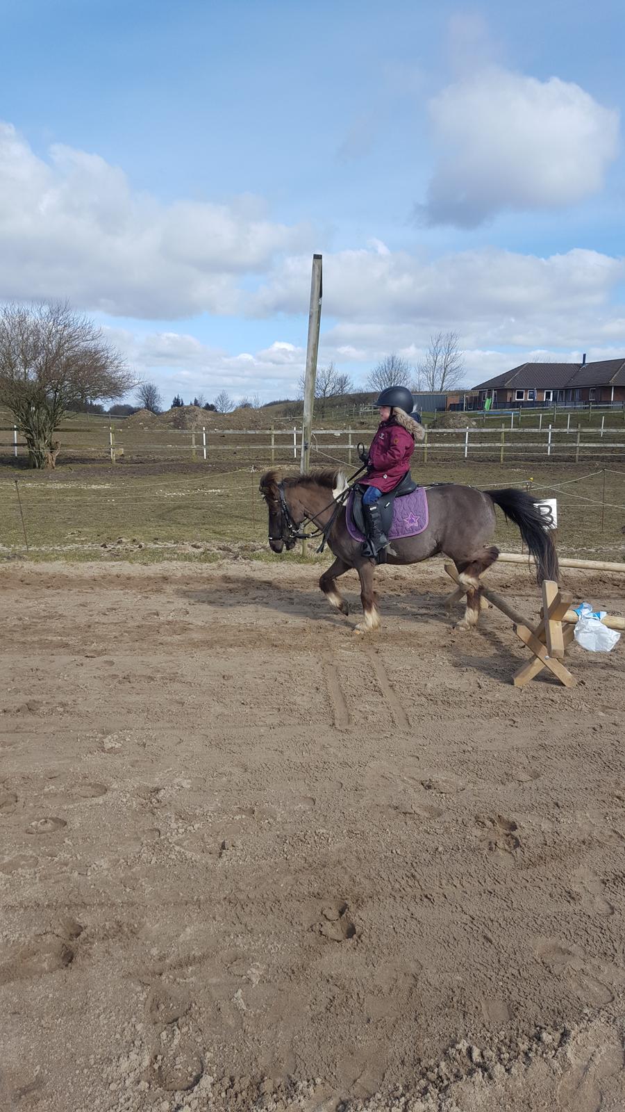 Anden særlig race Filuca  billede 4