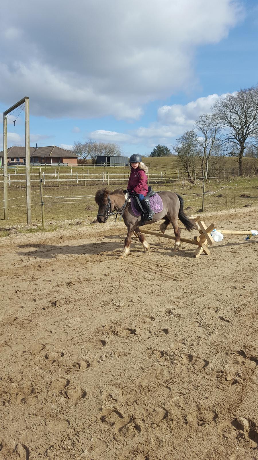 Anden særlig race Filuca  billede 3