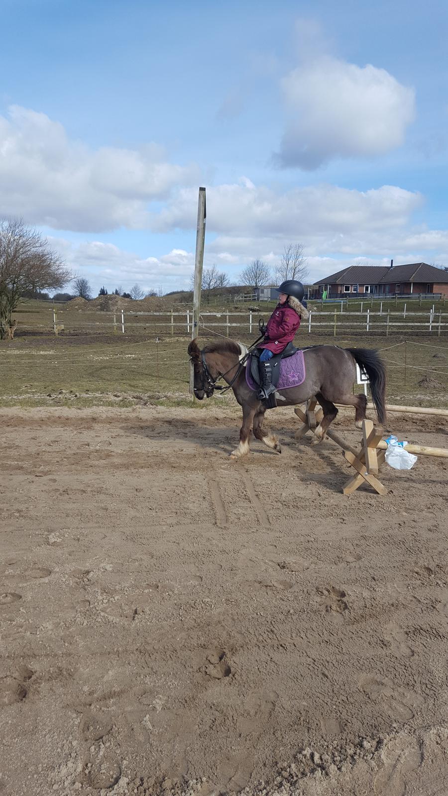 Anden særlig race Filuca  billede 5