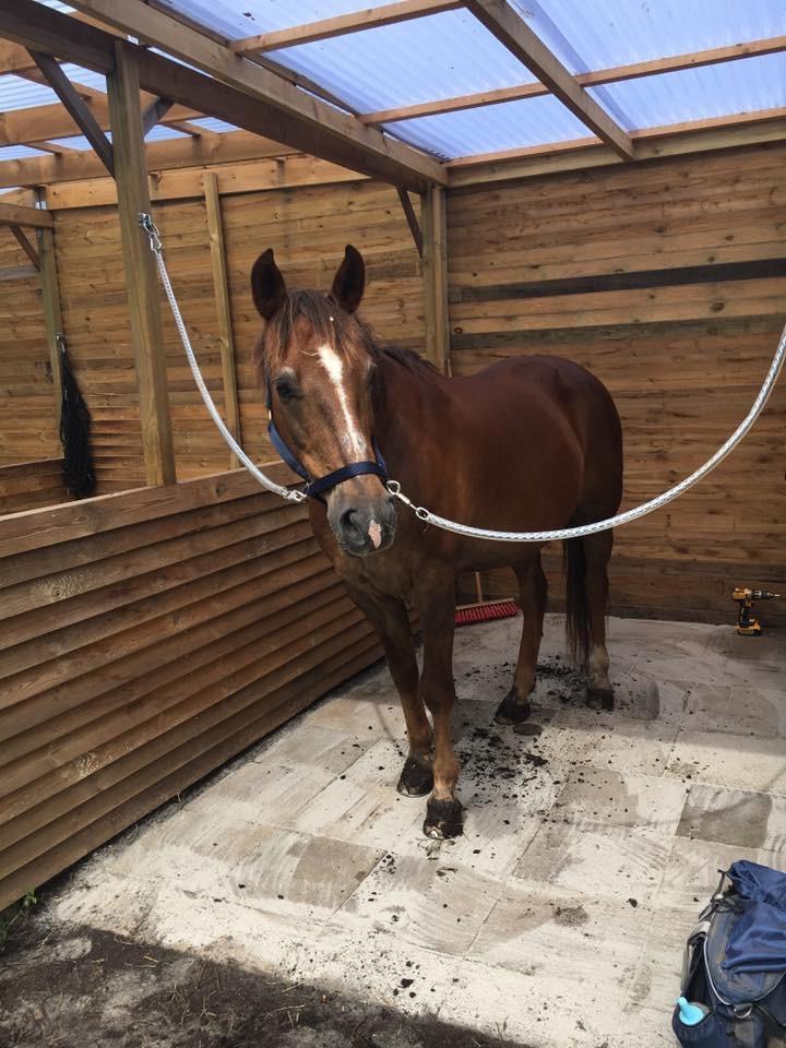 Anden særlig race Zantox billede 1