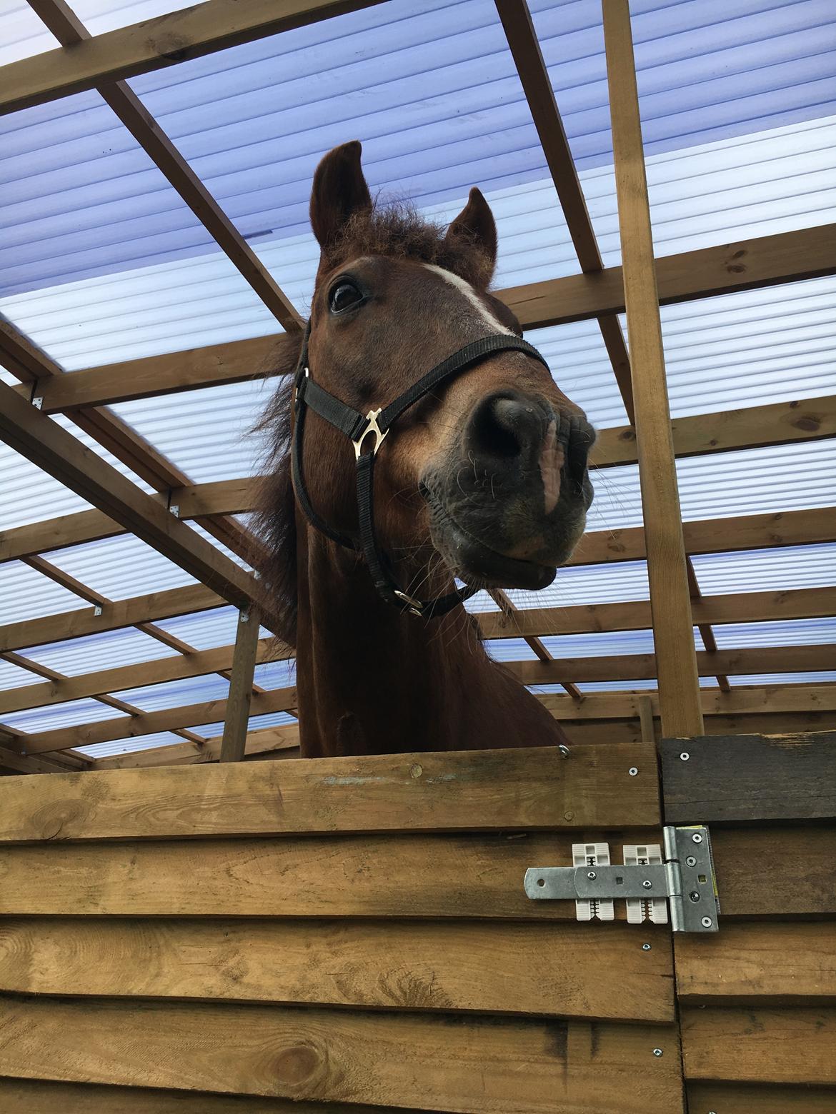 Anden særlig race Zantox billede 4