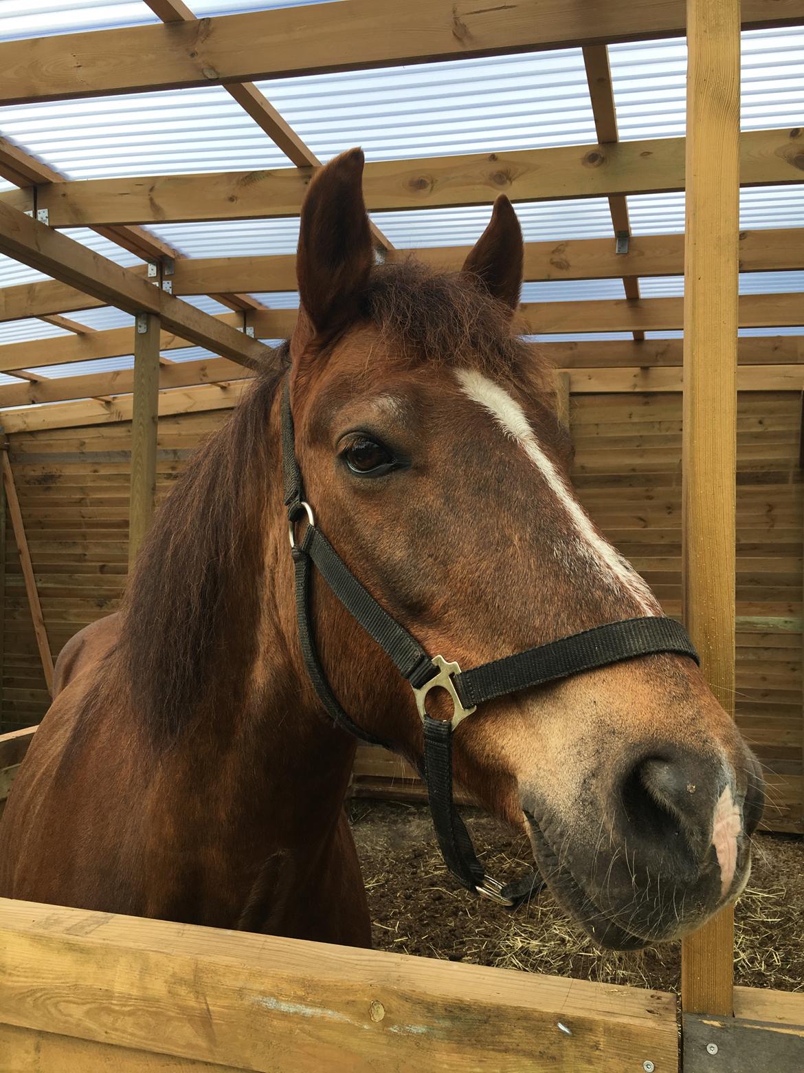 Anden særlig race Zantox billede 5