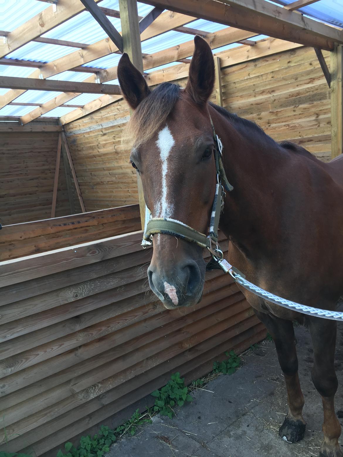 Anden særlig race Zantox billede 3