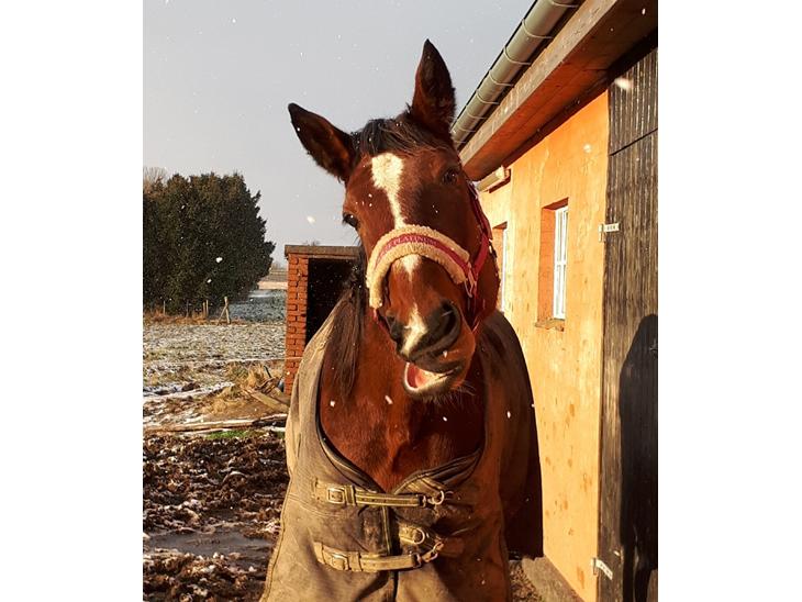 {{currentPhoto.altText}} billede {{currentPhoto.number}}