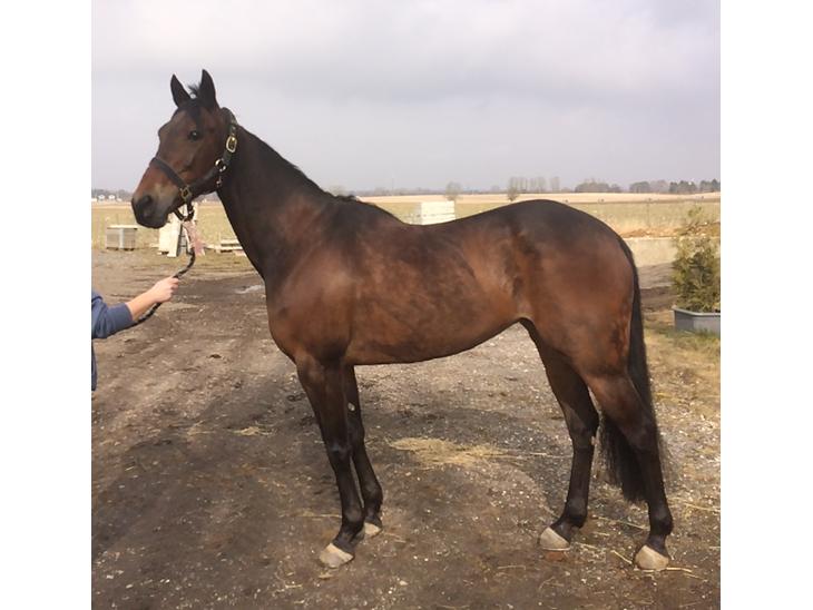 {{currentPhoto.altText}} billede {{currentPhoto.number}}