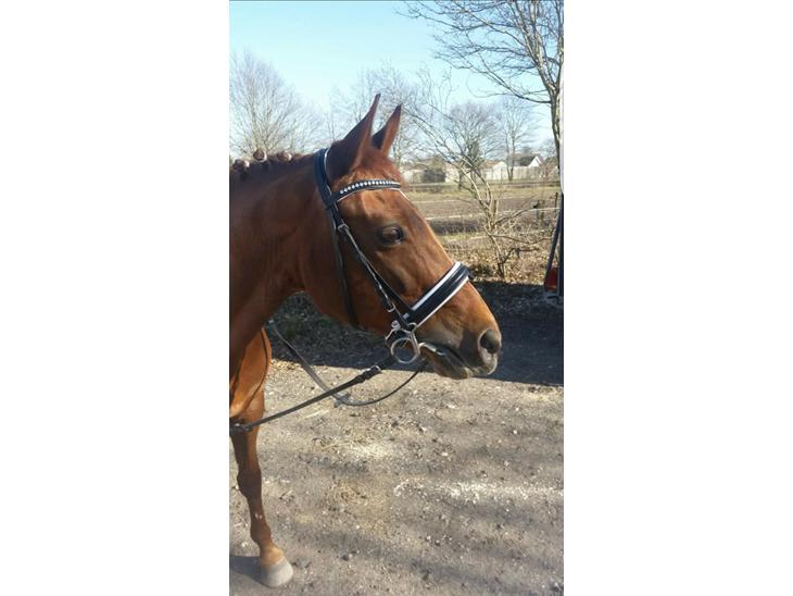 {{currentPhoto.altText}} billede {{currentPhoto.number}}