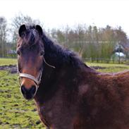 Irsk Hunter Chapman de la cruz