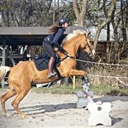 Palomino Stald Emilys Daisy Blue