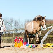 Irish Cob Crossbreed Toftgårds Amigo