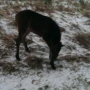 Anden særlig race Demise