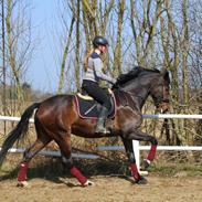 Dansk Varmblod Vh's Sweet Darling