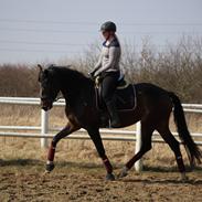 Dansk Varmblod Vh's Sweet Darling