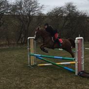 Anden særlig race Østerhedens la luna rossa
