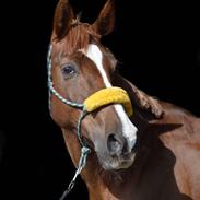 Anden særlig race Østerhedens la luna rossa