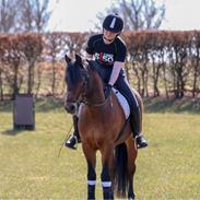 New Forest Mankehøjs Kaval