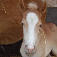 Haflinger Super Star