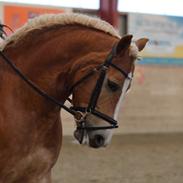 Haflinger Super Star