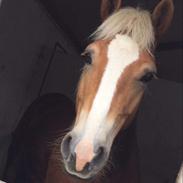 Haflinger Super Star