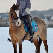 New Forest Romeos Fisker