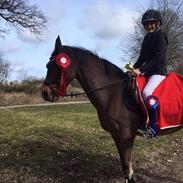 Welsh Pony af Cob-type (sec C) Victoria Madly