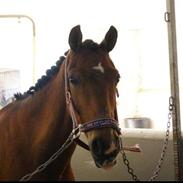 Welsh Pony af Cob-type (sec C) Victoria Madly