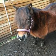 Shetlænder Munk's Fleur