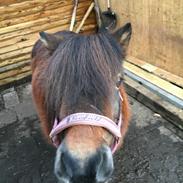Shetlænder Munk's Fleur