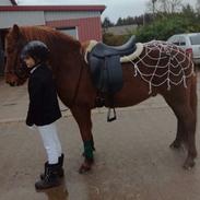 Islænder Depill af Tøndborg