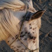 Appaloosa Missing Spot Amigo