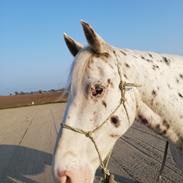 Appaloosa Missing Spot Amigo